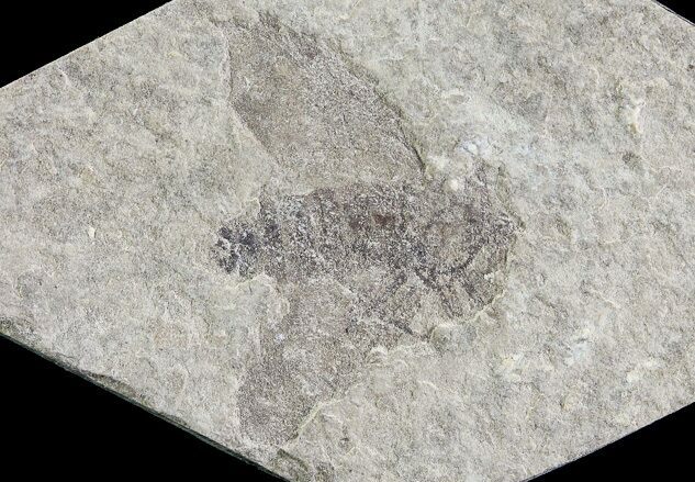 Fossil March Fly (Plecia) - Green River Formation #65150